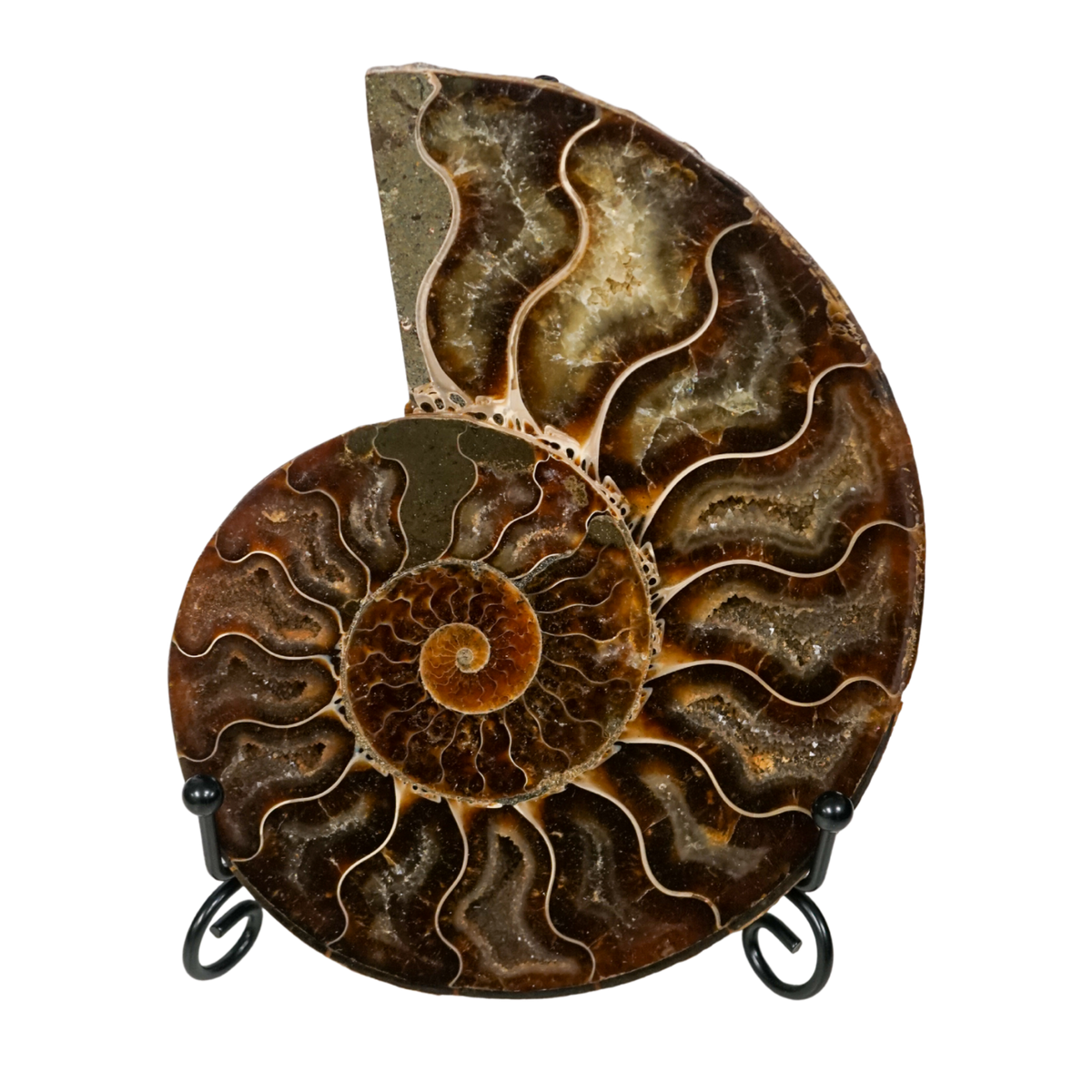Ammonite Wealth Fossil in Stand