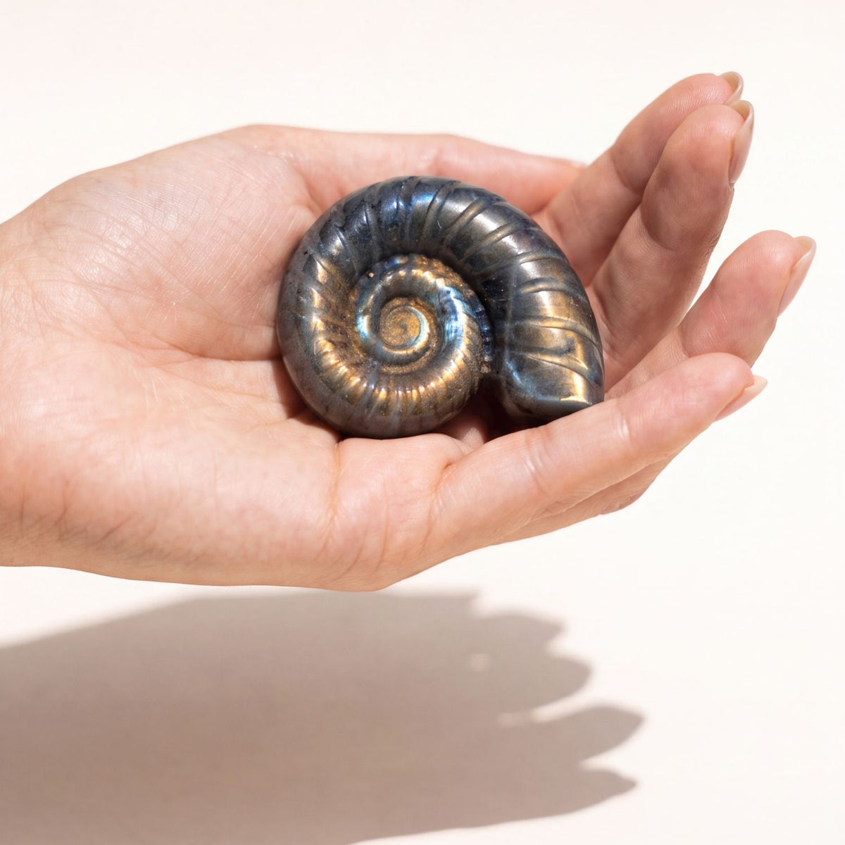 Labradorite Ammonite