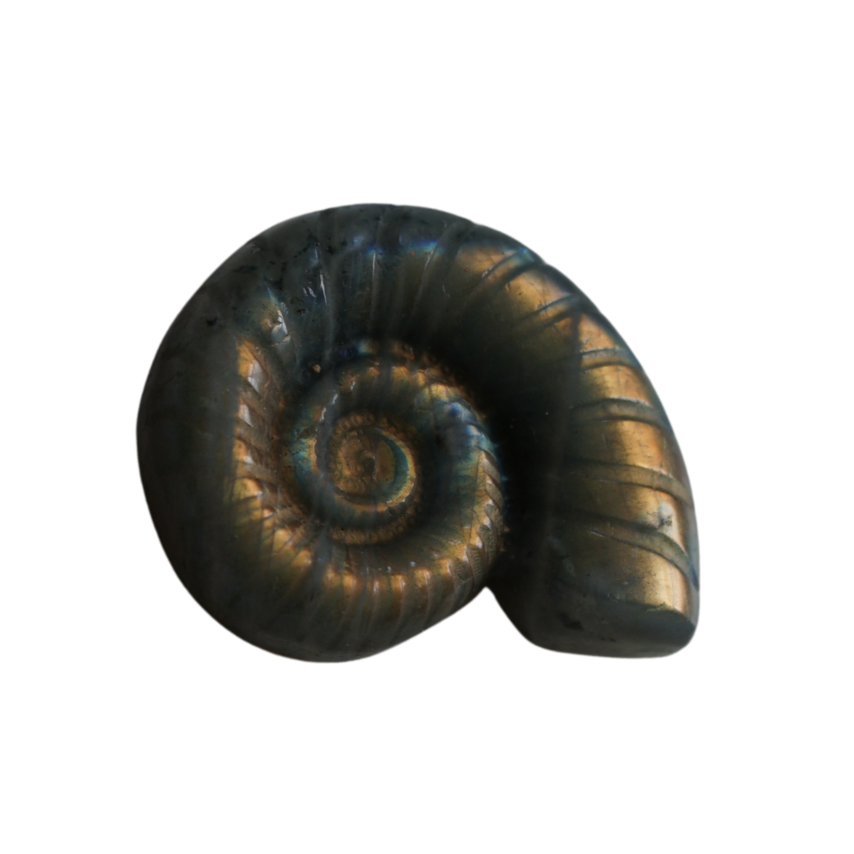 Labradorite Ammonite