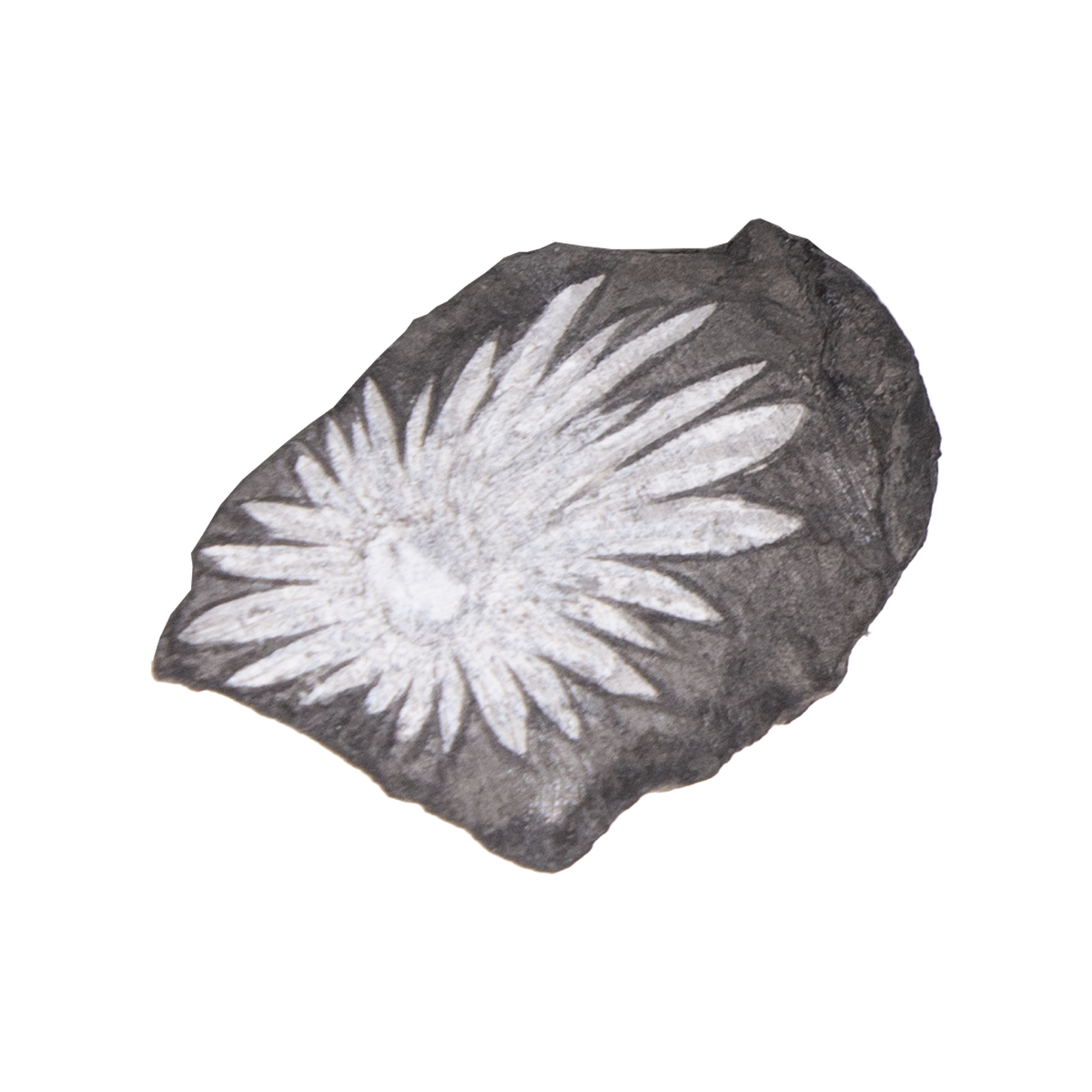 Chrysanthemum Stone