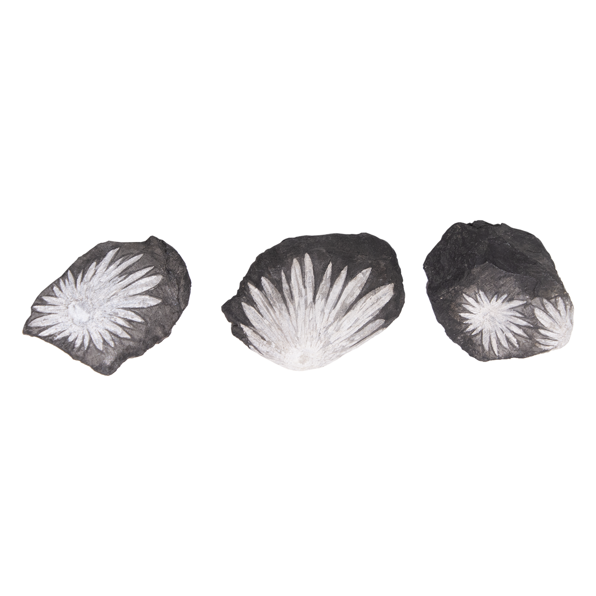 Chrysanthemum Stone