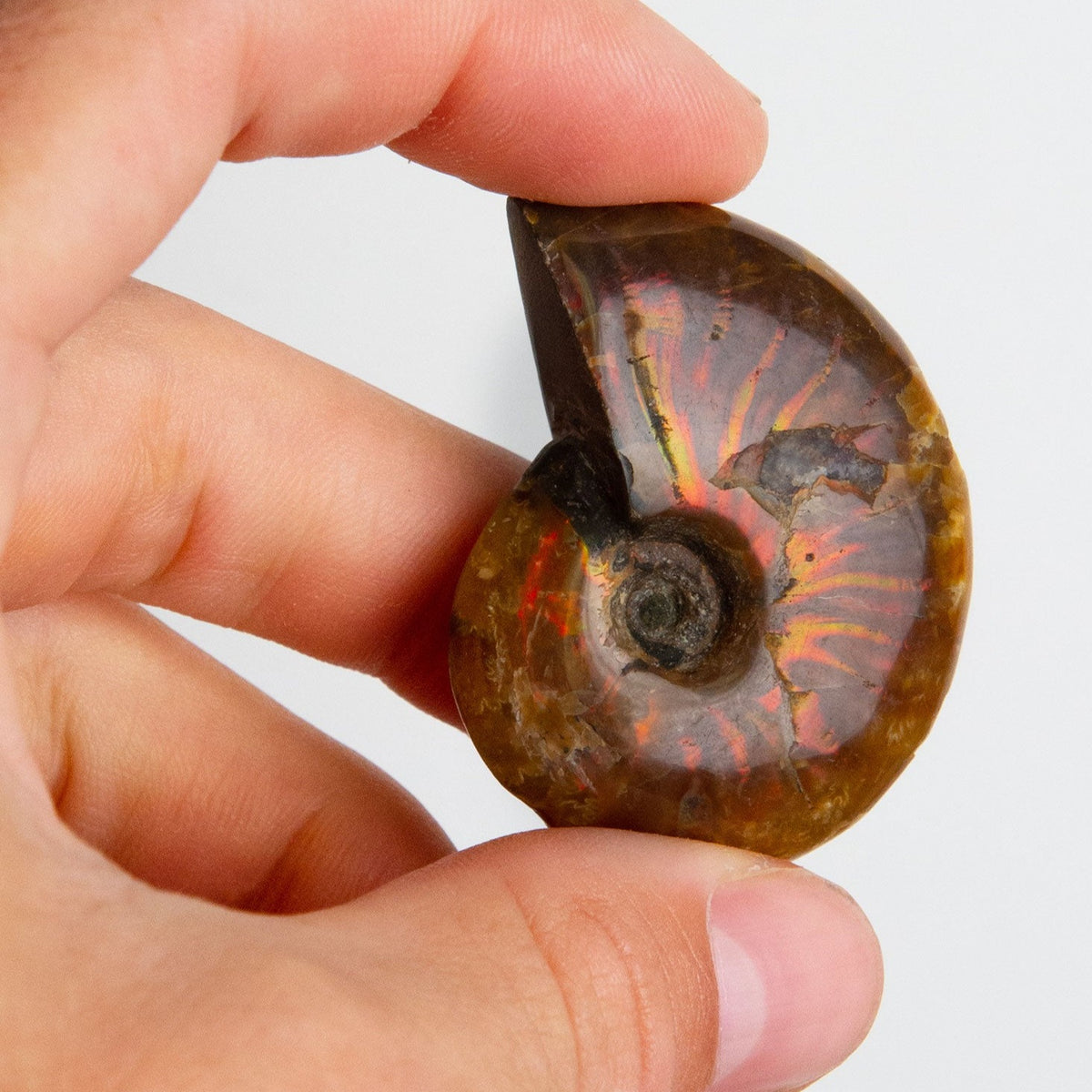 Fire Ammonite
