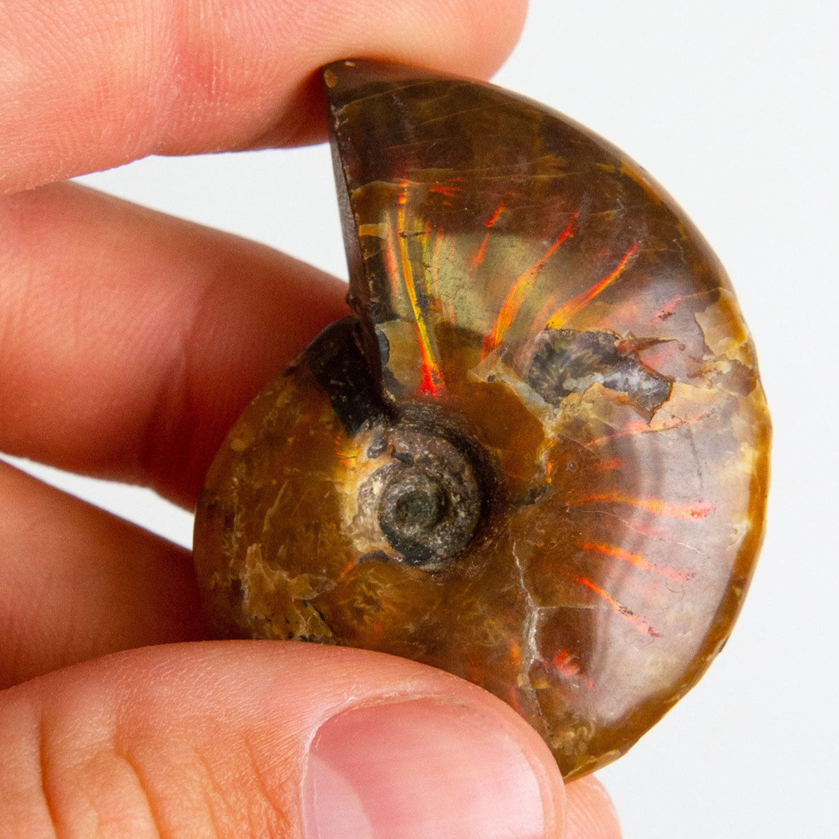 Fire Ammonite