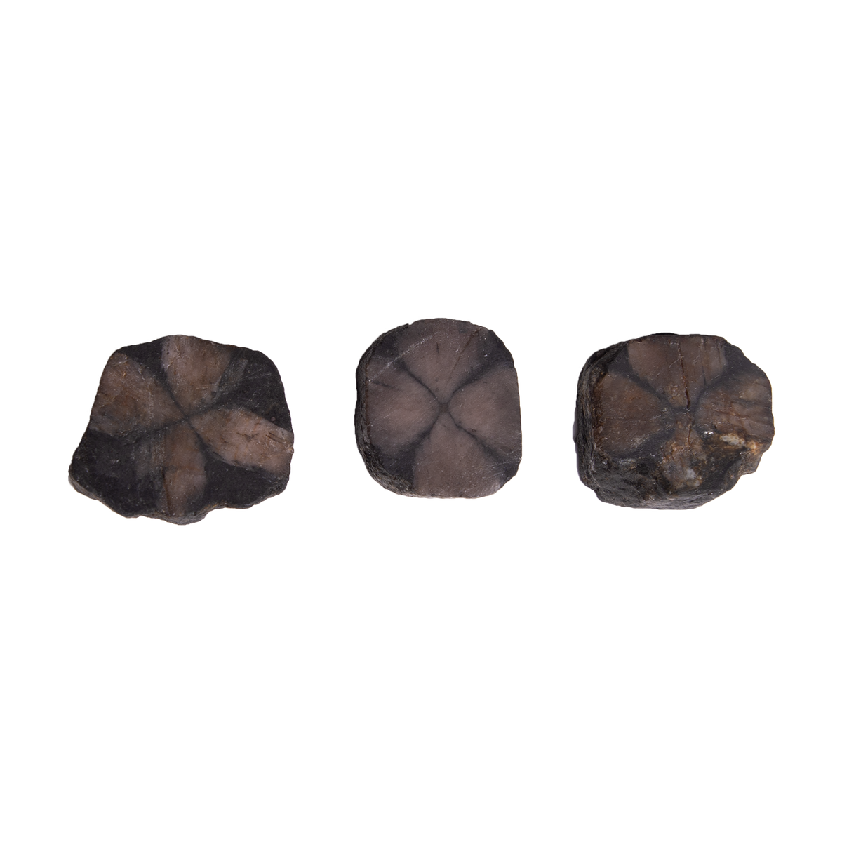 Chiastolite Slice