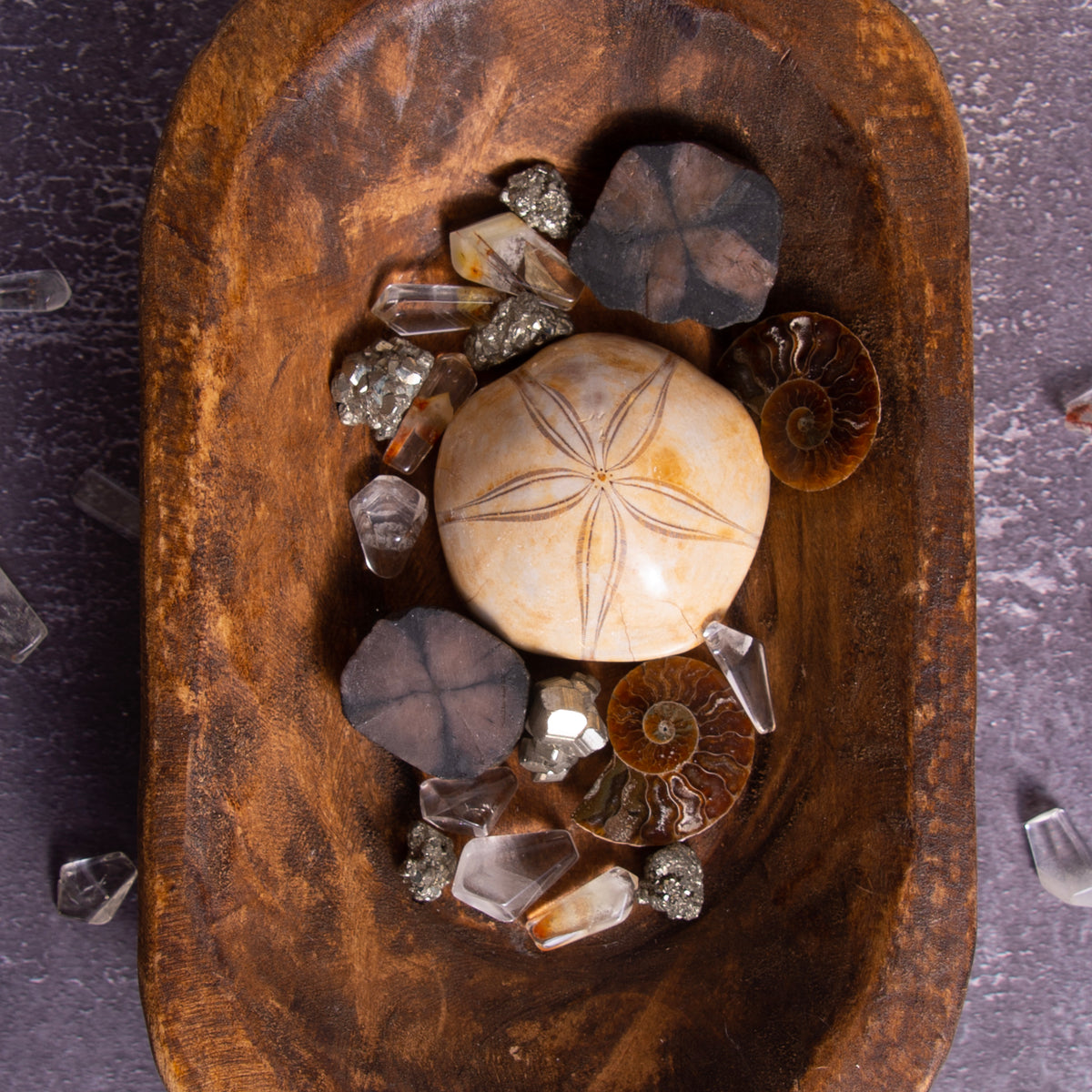 Sand Dollar Fossil