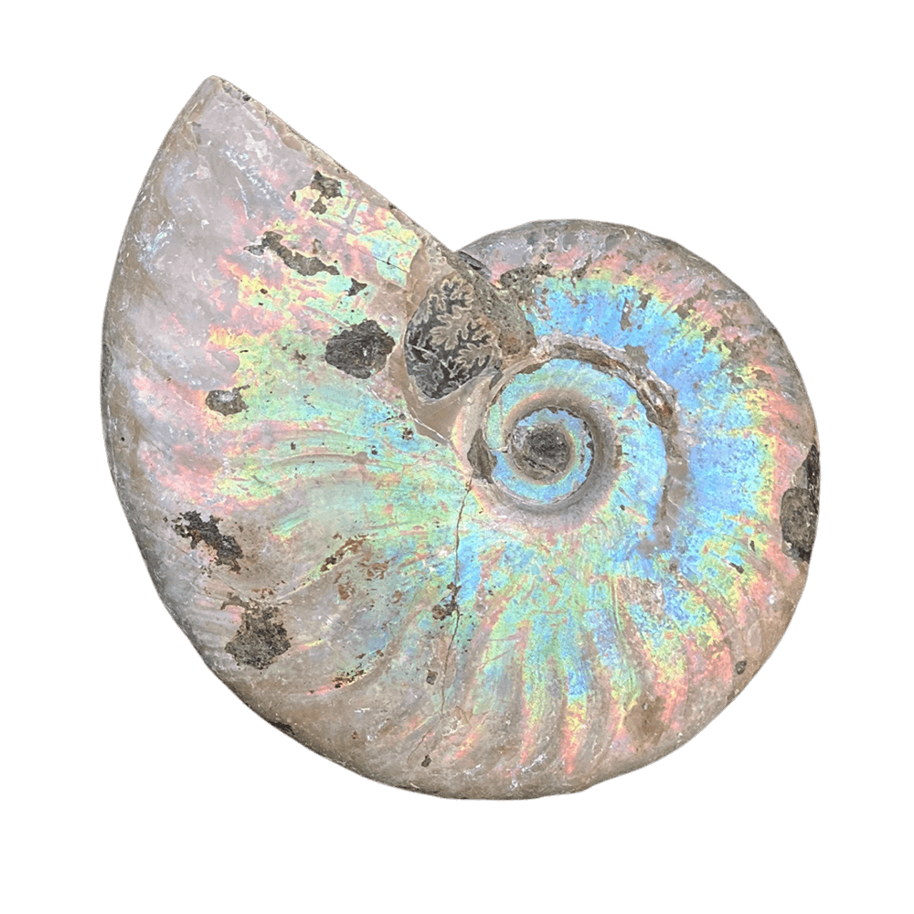 Rainbow Ammonite Fossil