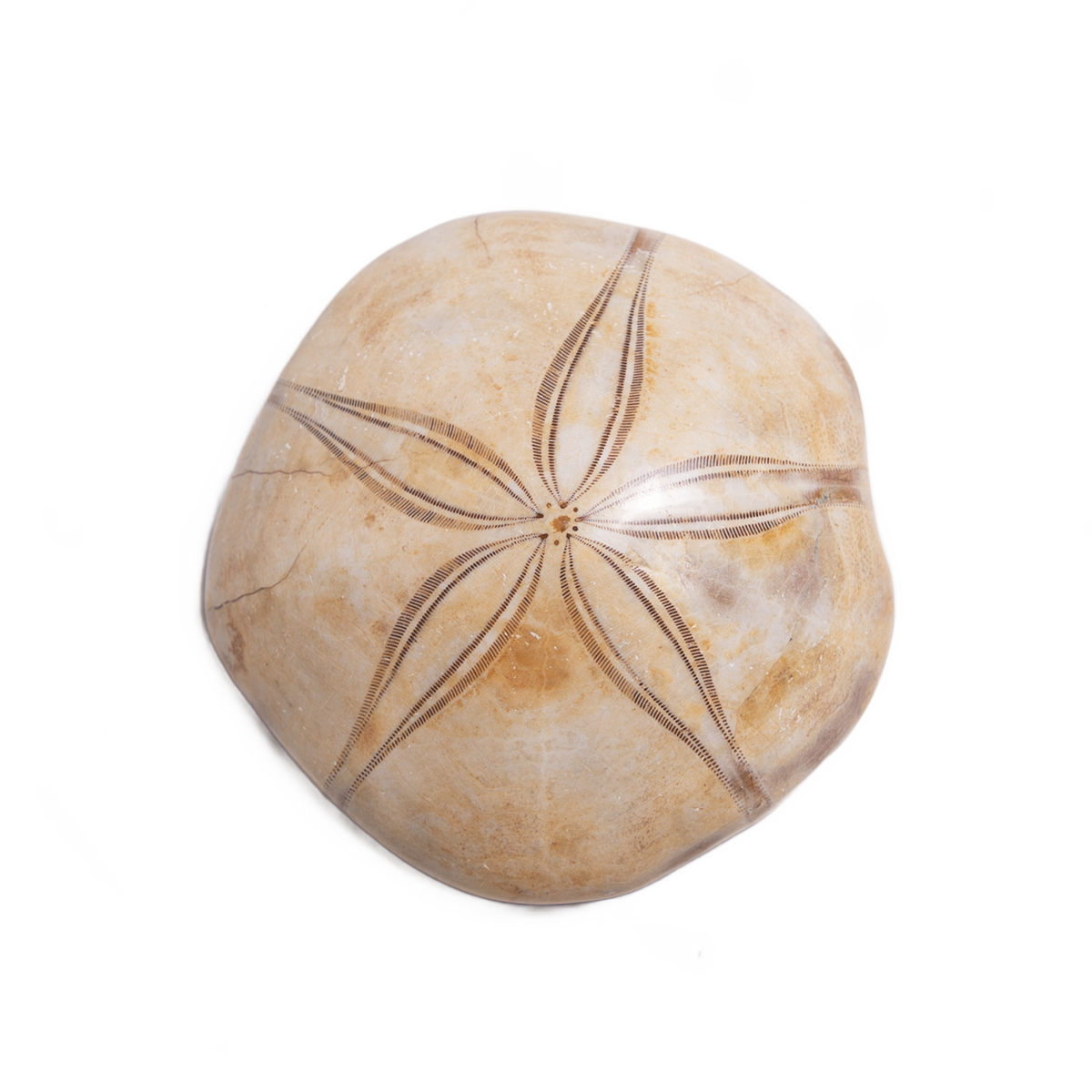 Sand Dollar Fossil