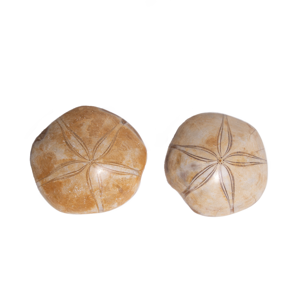 Sand Dollar Fossil