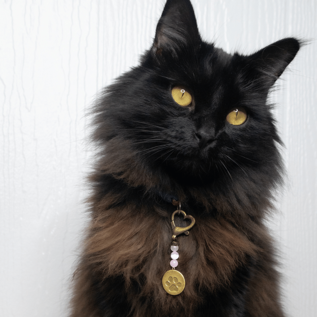 Love Pet Charm