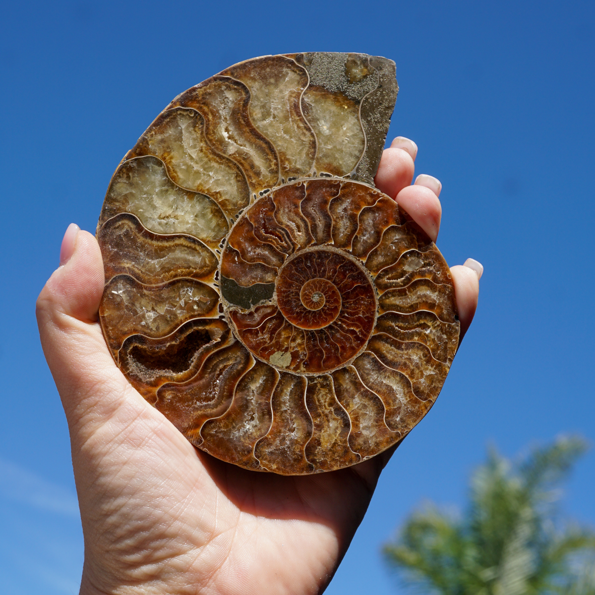 Ammonite Wealth Fossil in Stand