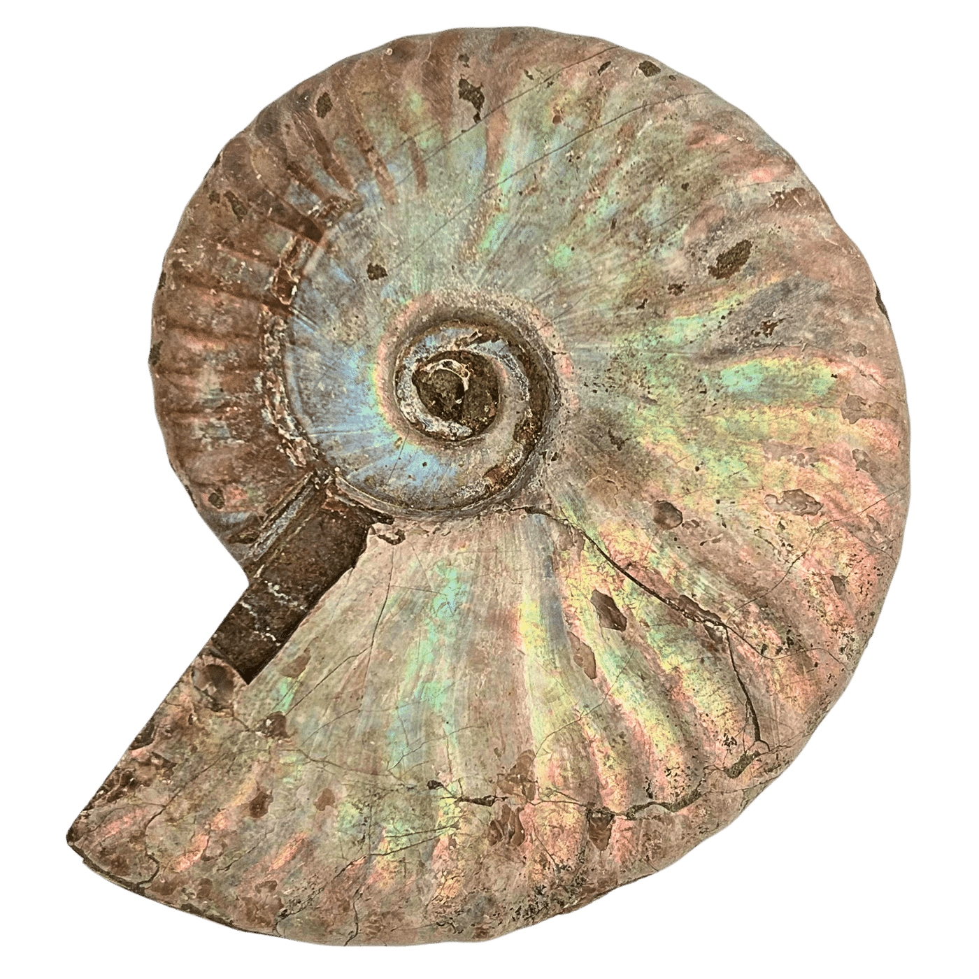 Large Ammonite #239