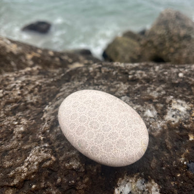 Coral Fossil Touchstone