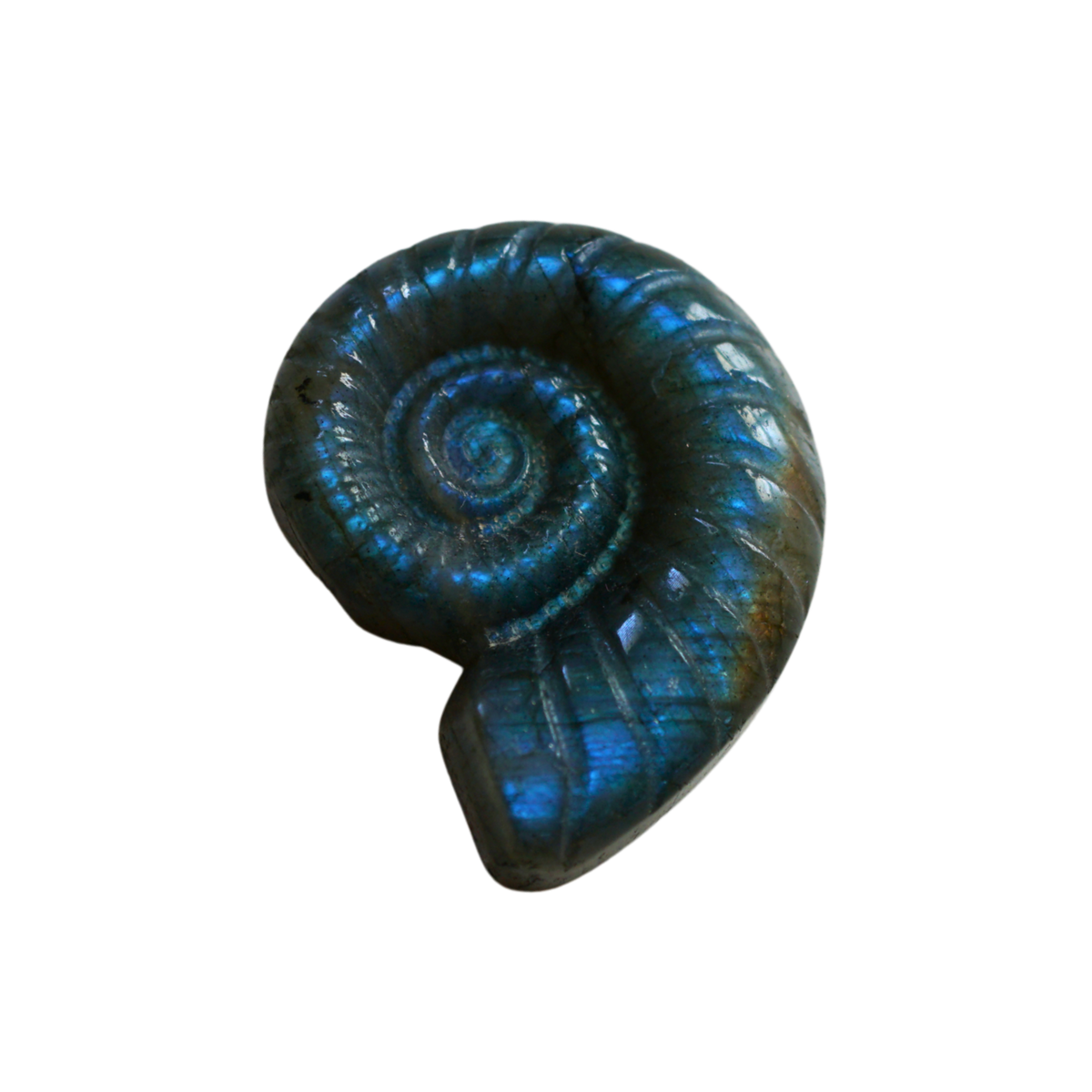 Labradorite Ammonite