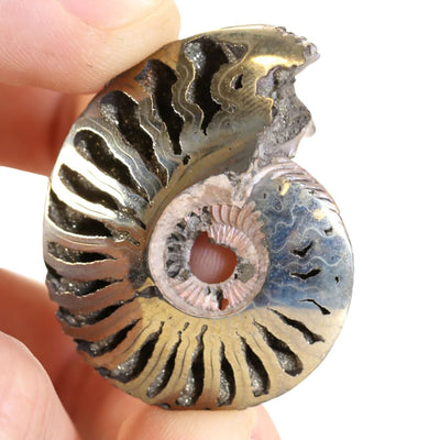 Pyritized Ammonite