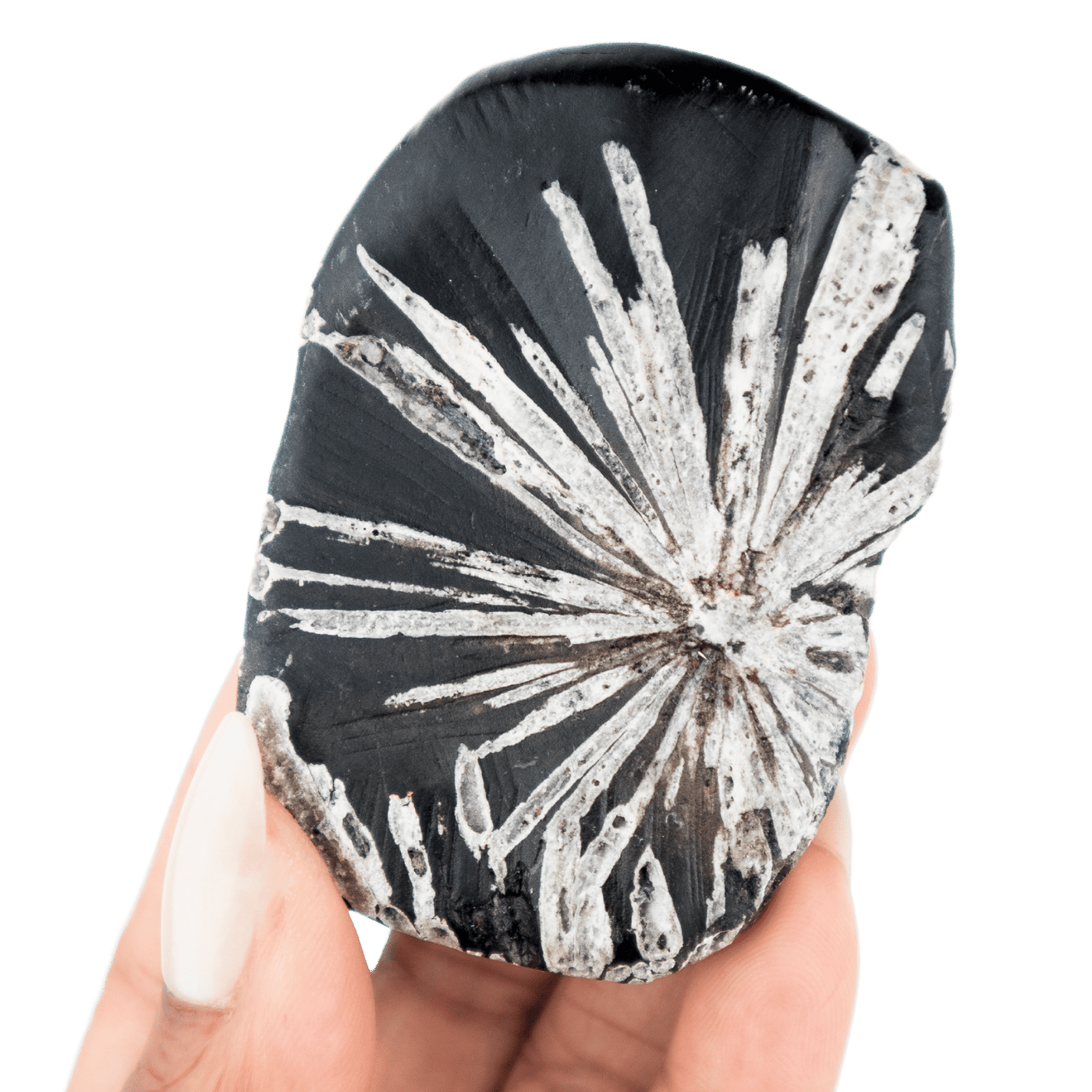 Chrysanthemum Stone Touchstone