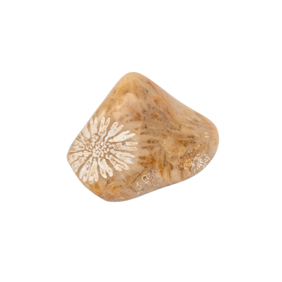 second variety of coral fossil tumbled stone - Energy Muse