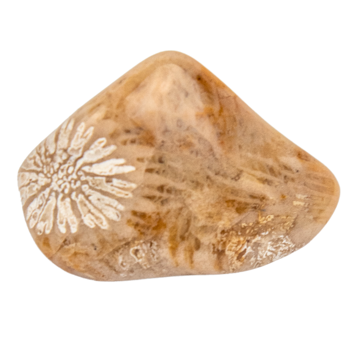 Fossil shop gateway hotsell