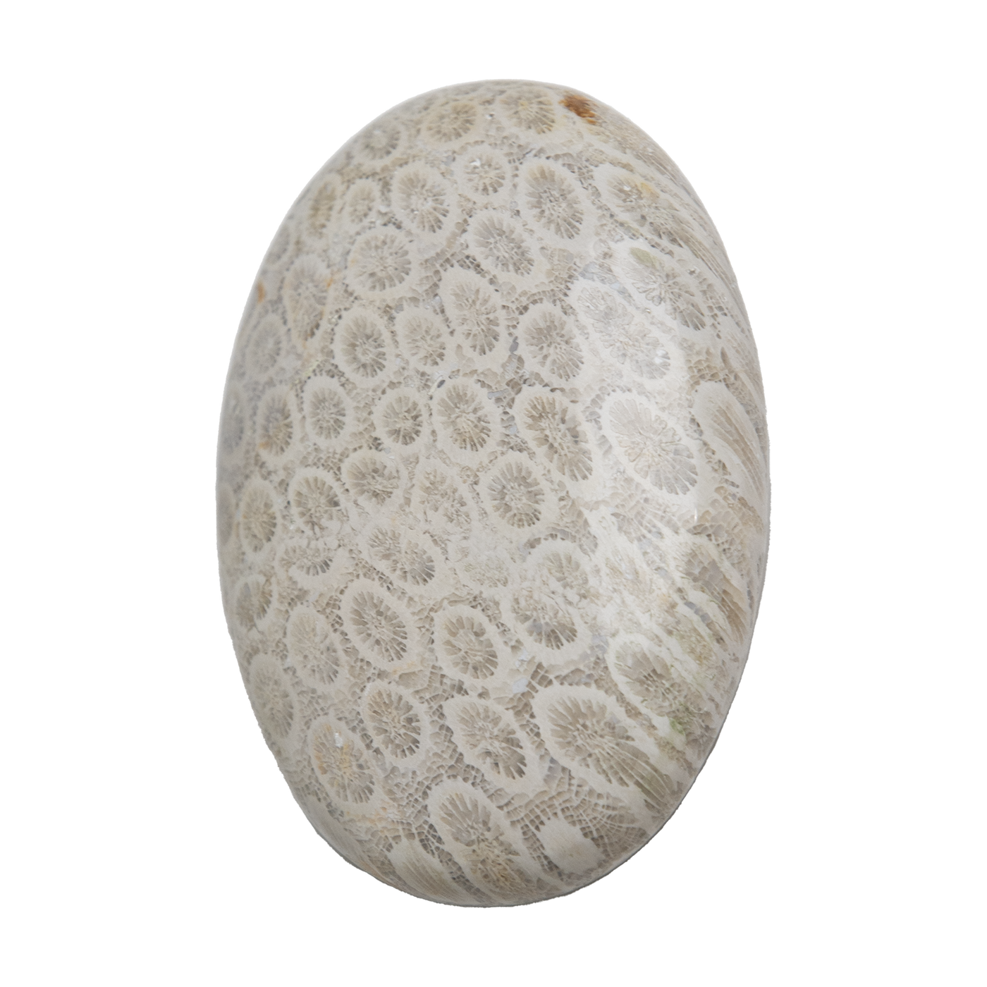 Coral Fossil Touchstone