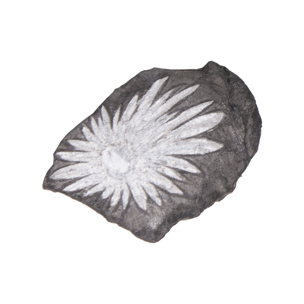 Chrysanthemum Stone