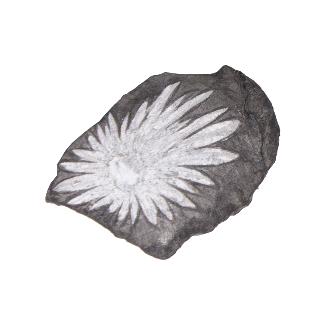 Chrysanthemum Stone | Shop Black and White Crystals at Energy Muse
