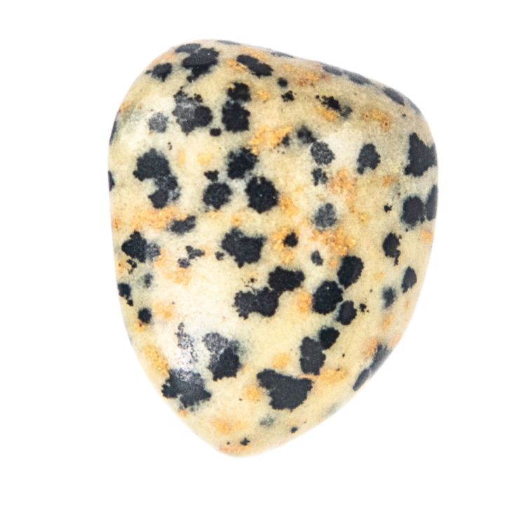 dalmatian_jasper_720x.png?v=