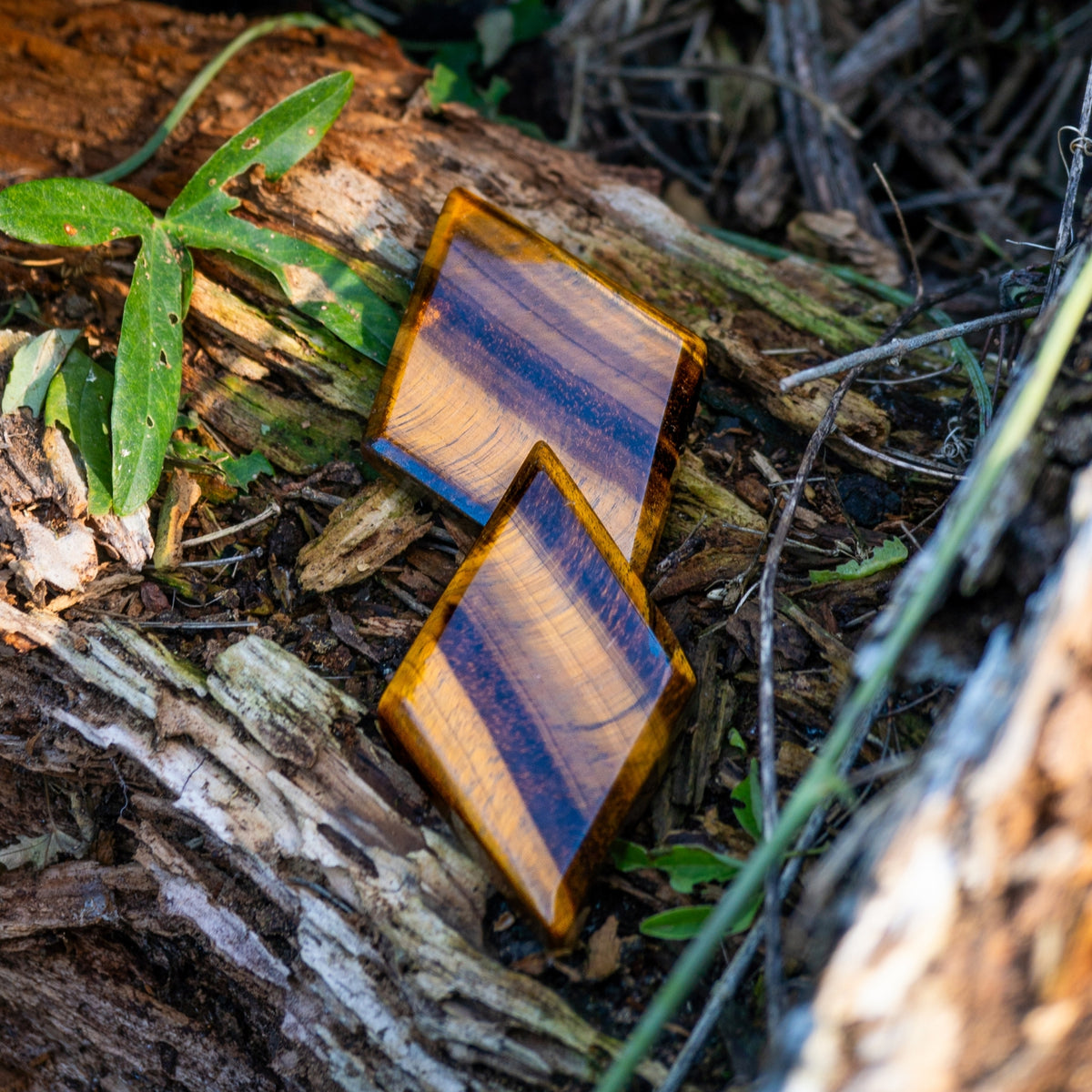 Two diamond-cut tiger's eye crystals on mossy log by Energy Muse