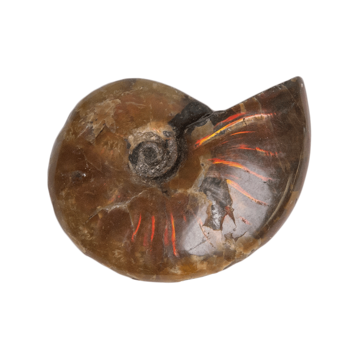 Fire Ammonite