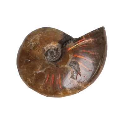 Fire Ammonite
