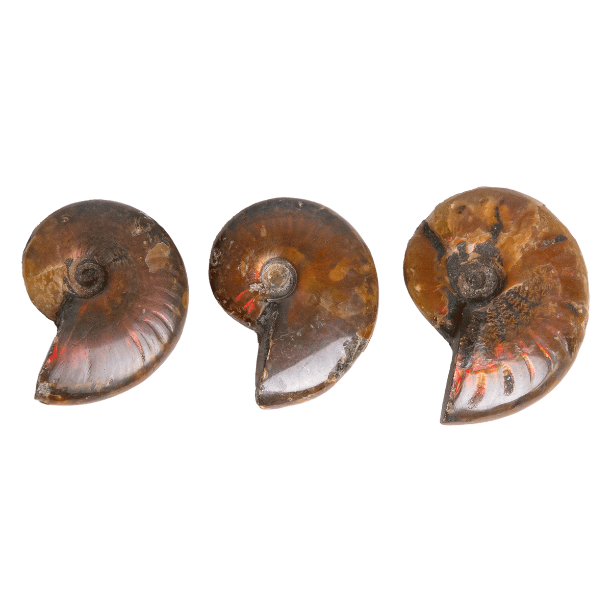 Fire Ammonite