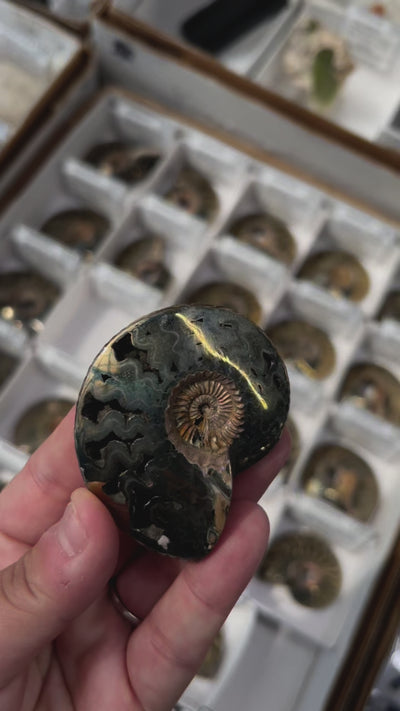 Pyritized Ammonite