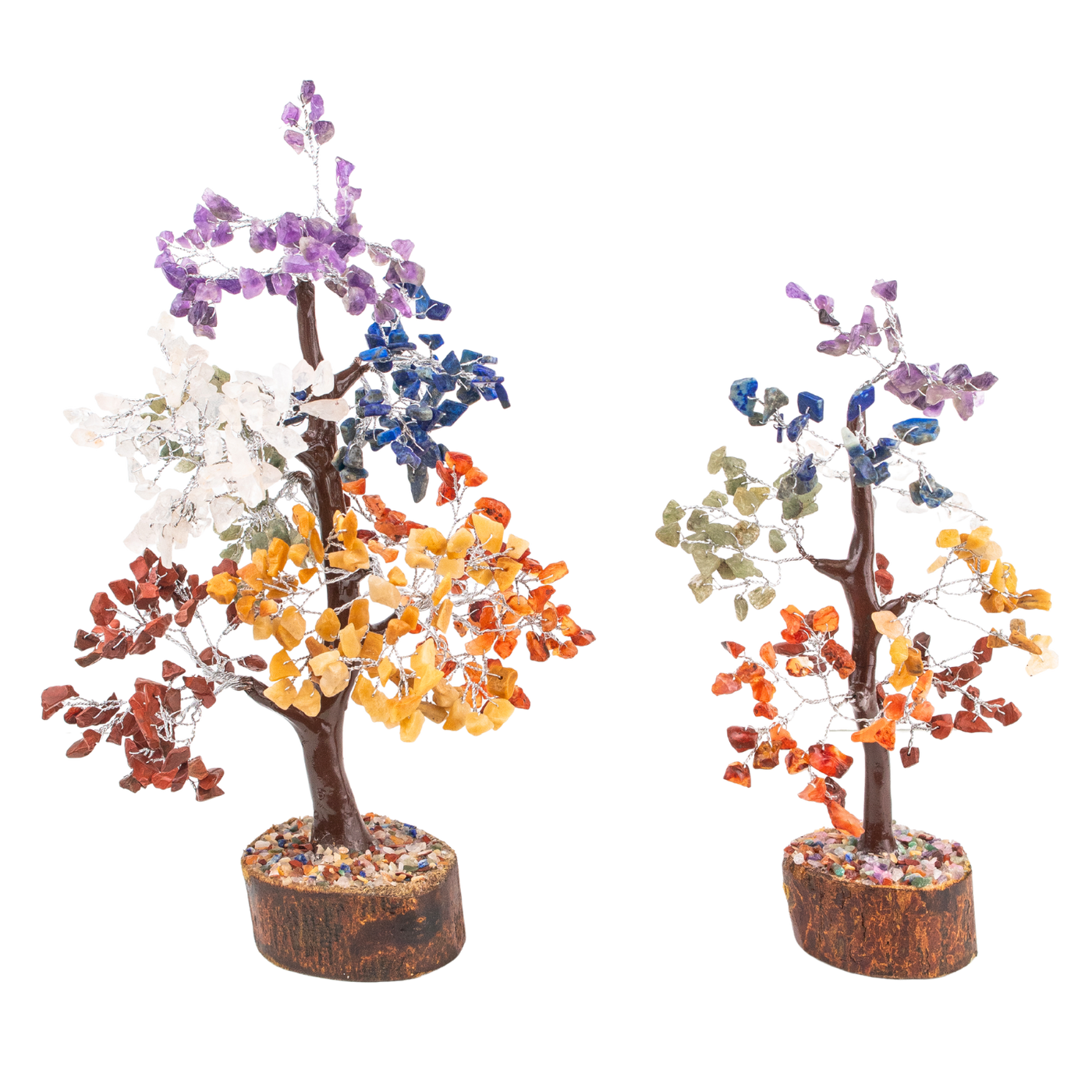money tree on charleston and rainbow Rainbow Money Tree – Energy Muse