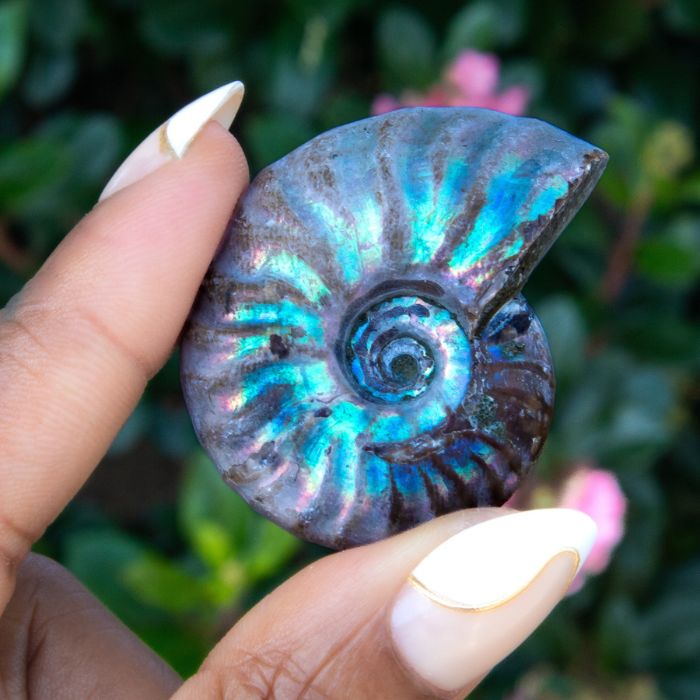 Rainbow Ammonite Fossil