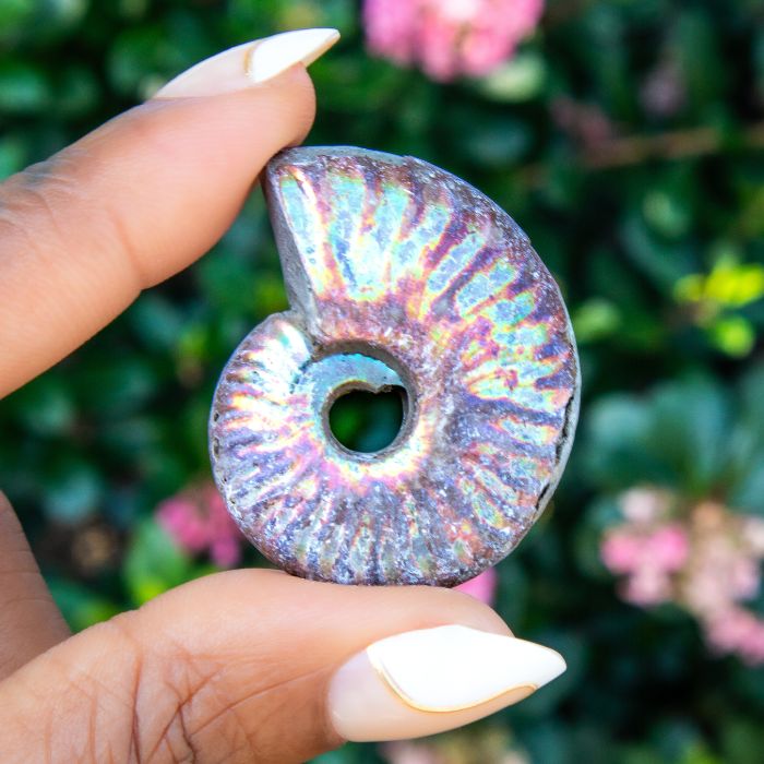 Rainbow Ammonite Fossil