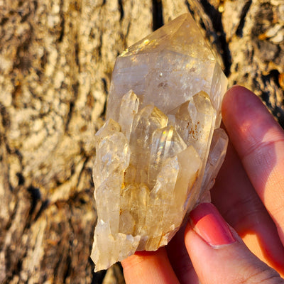 Close up view of natural Kundalini Citrine cluster crystal by Energy Muse outside in sunset light.