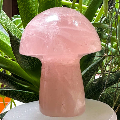 Tucson Gem Show Find Rose Quartz Mushroom by Energy Muse Outside in nature with green aloe agave plant