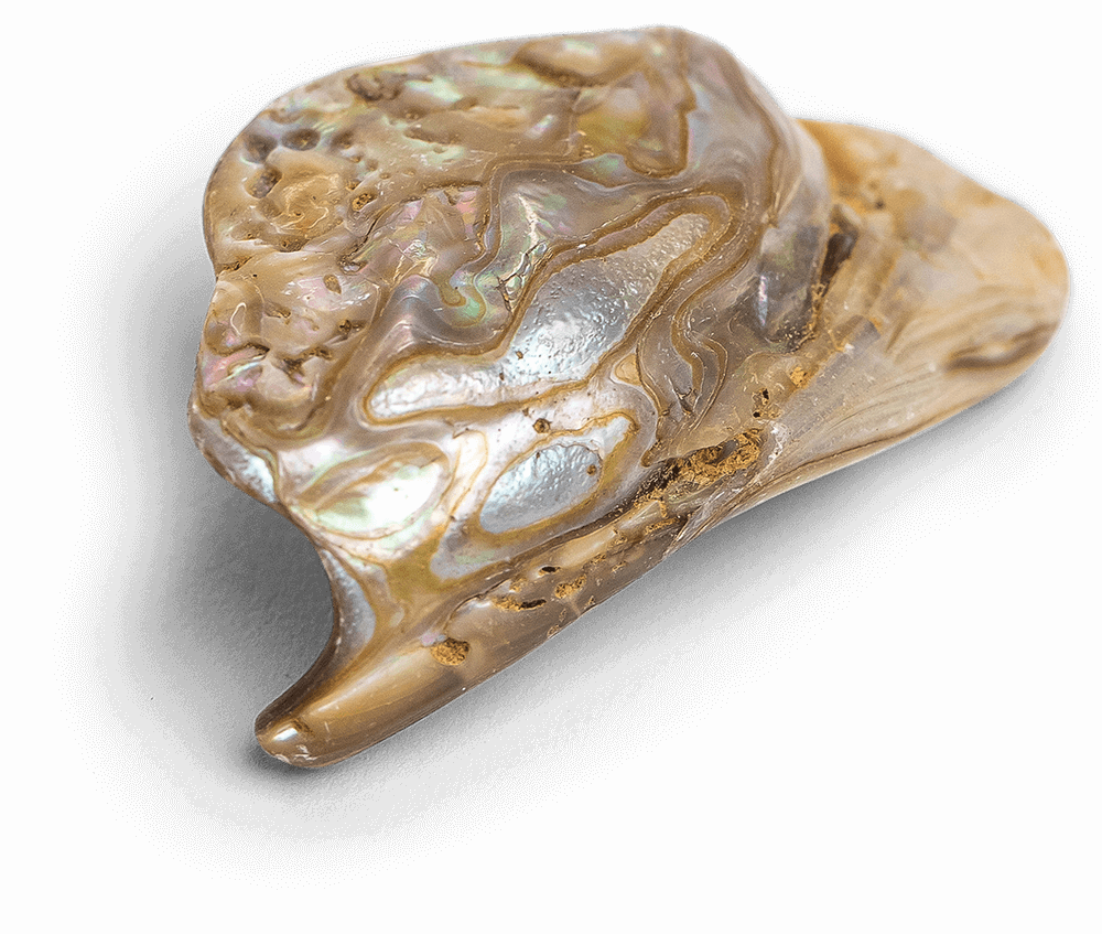 Abalone Shell - Energy Muse