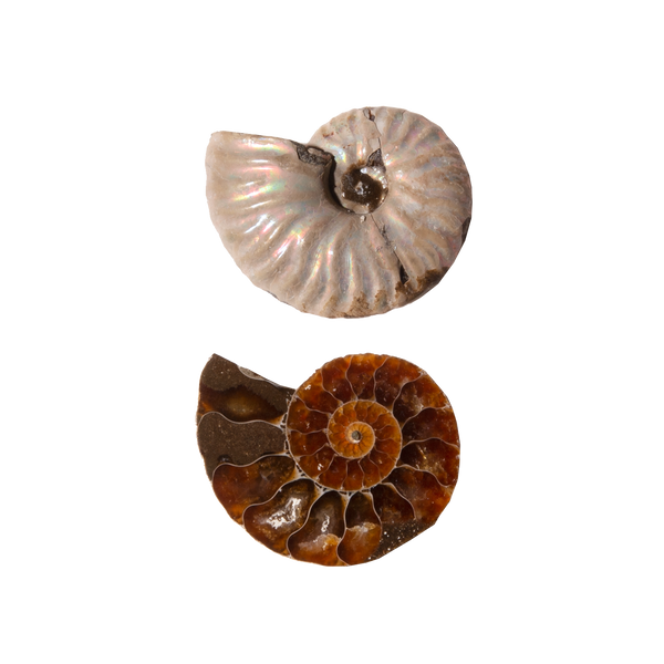 Ammonite Slice Pair