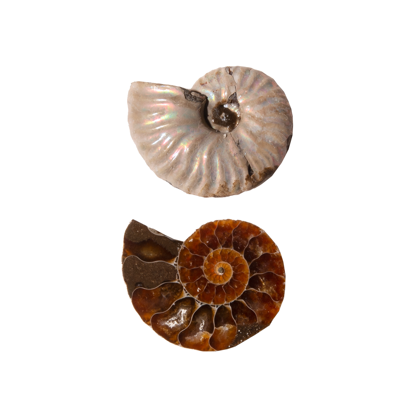 Ammonite Slice Pair