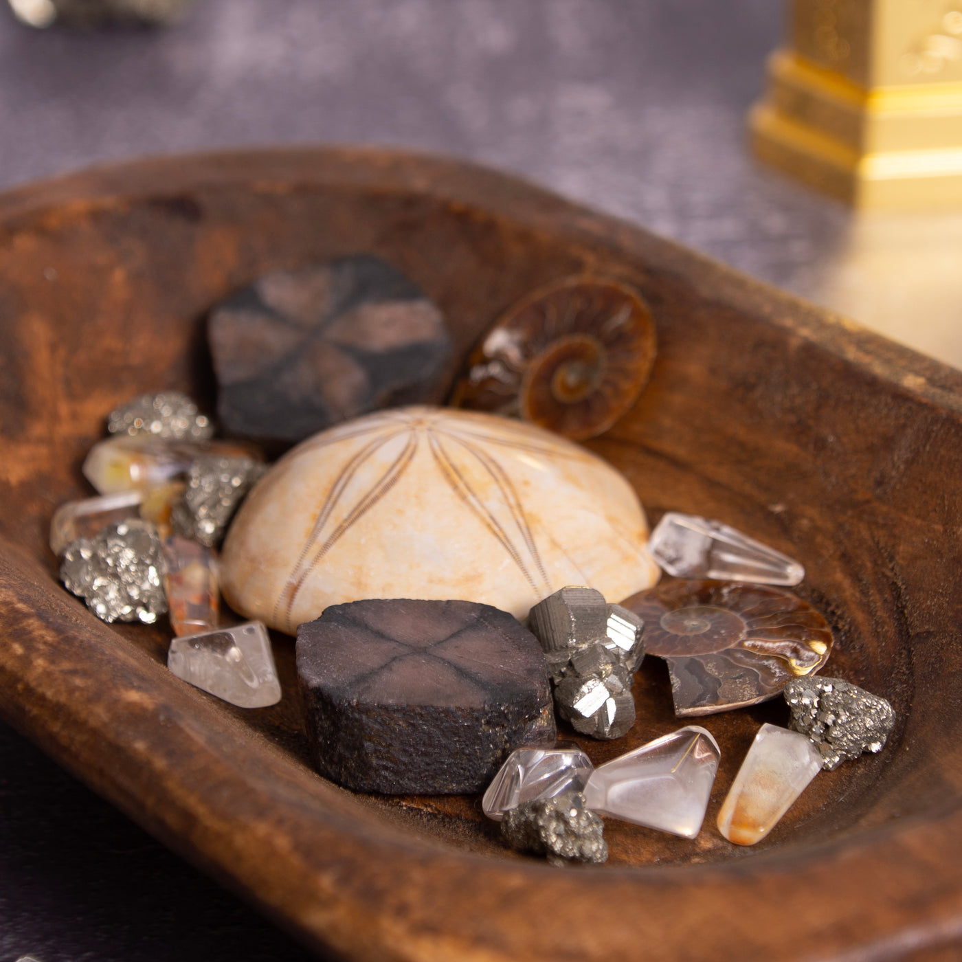 Oblong wooden bowl with Ammonite fossils, Sea Dollar fossils, Chiastolite and Phantom Quartz by Energy Muse