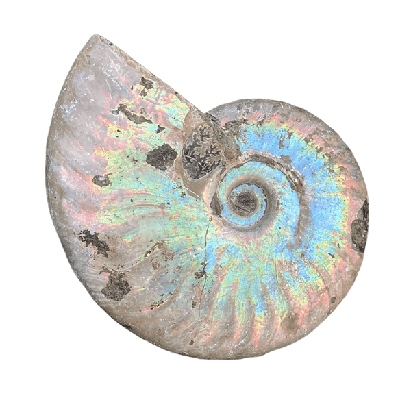 Rainbow Ammonite Fossil