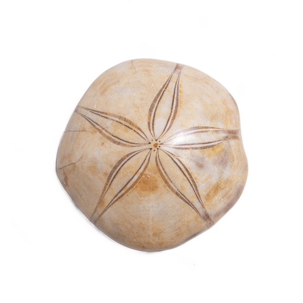 Sand Dollar Fossil